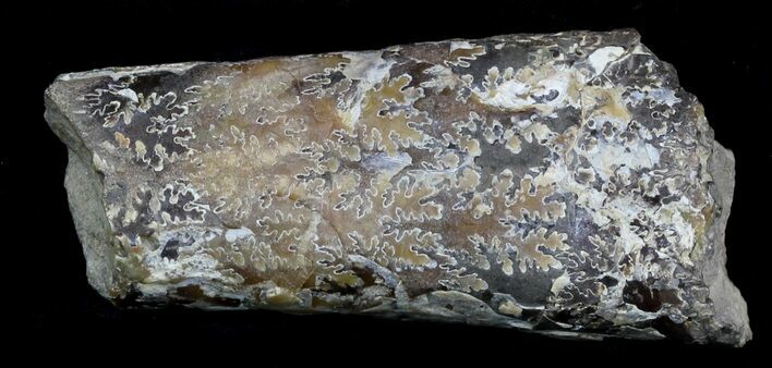 Fossil Baculites Section - South Dakota #33872